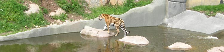 Kolmrden - Tiger World